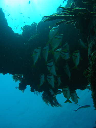 maroma resort dive