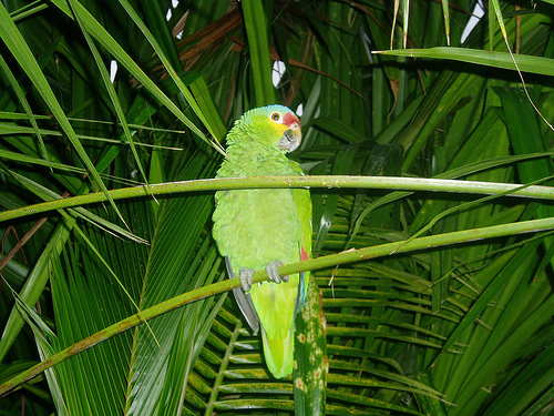 maroma resort parrot