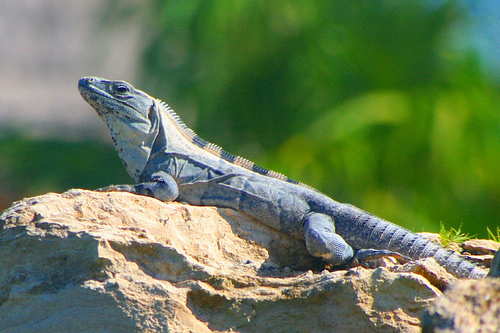 Mayakoba lizard